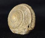 Obornella plicopunctata (DESLONGCHAMPS 1849) - Bild © FossNet FossilienStore